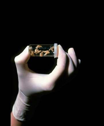 Cover Figure